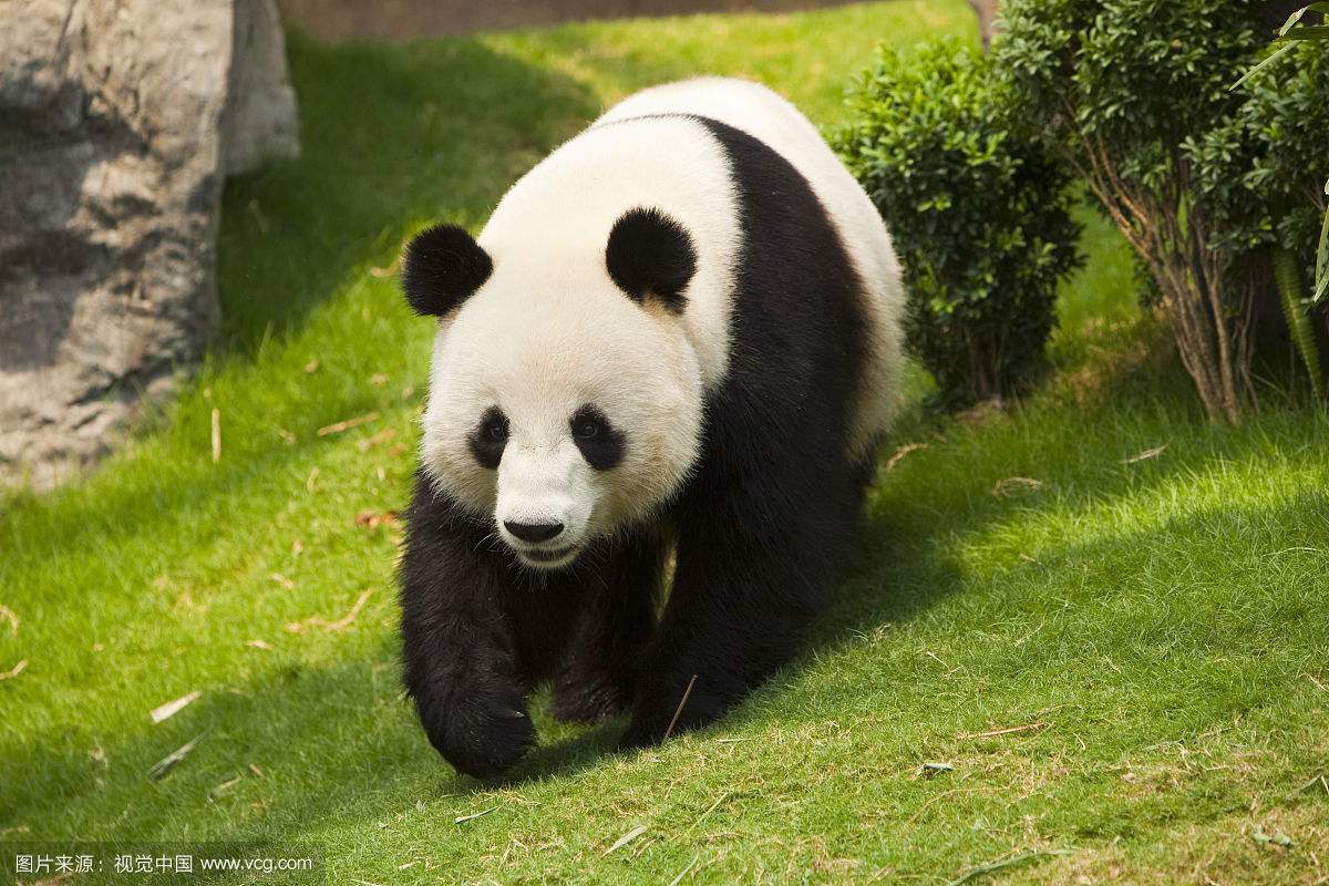 华通远航秦岭山佛坪大熊猫自然保护风光互补项目